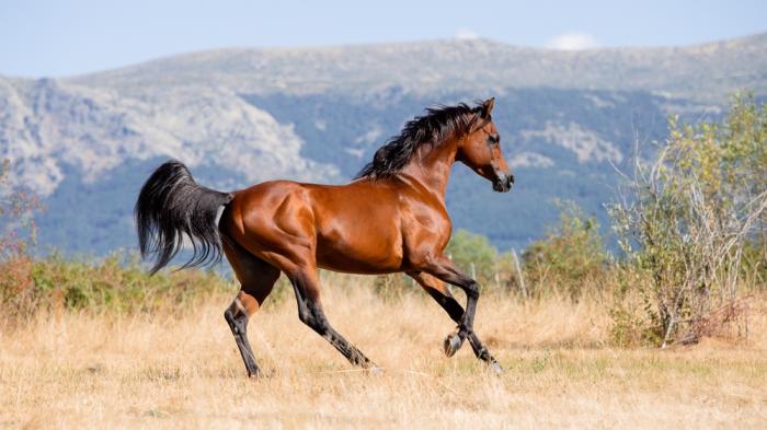 Wie Viel Kostet Ein Araber Pferd Araber – Söhne der Wüste